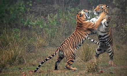 Roaring Back: Triumphs and Challenges in Tiger Conservation