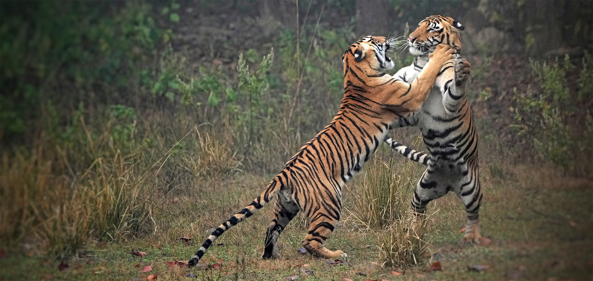 tigers in India sparring