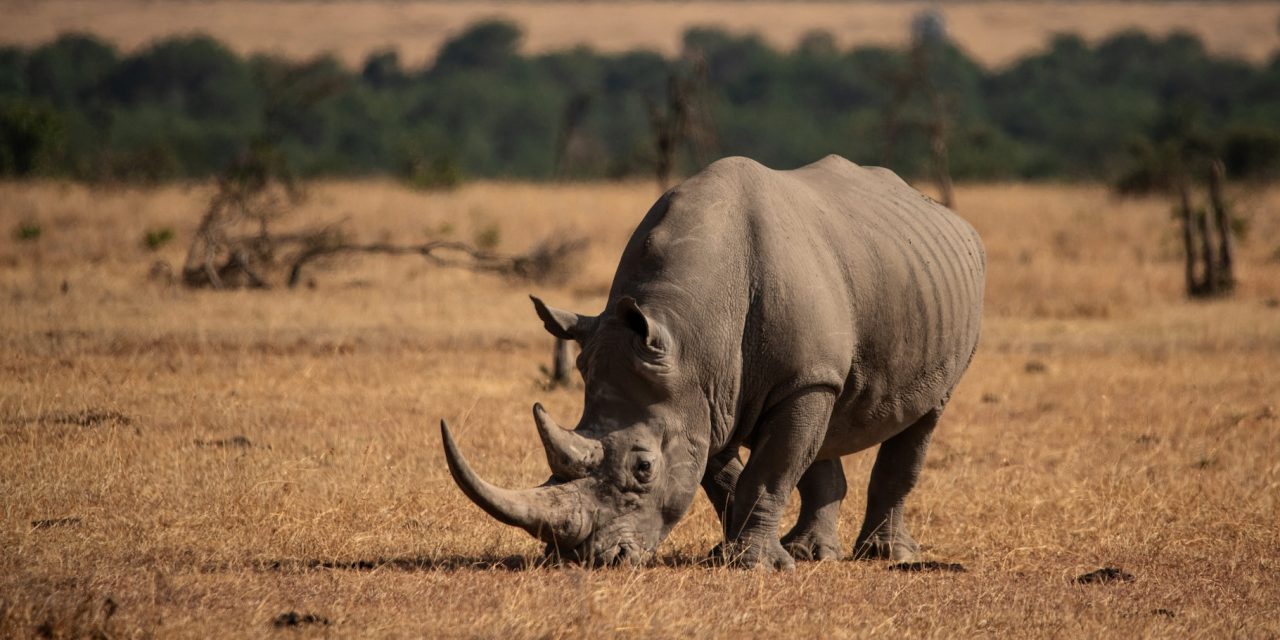 Natural Habitat Adventures Announces Five New Trips for 2025