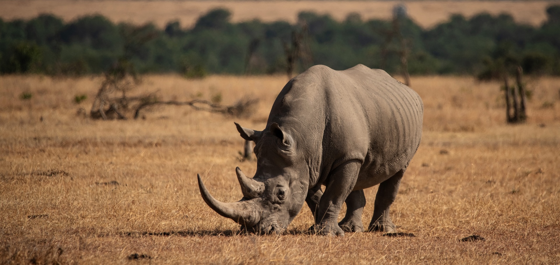 Rhino in Kenya