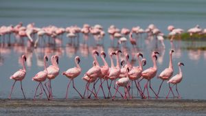East Africa Lesser Flamingos, flamingo, Tanzania, sub-Saharan Africa, Phoeniconaias minor