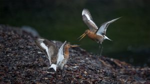 Black-tailed Godwit