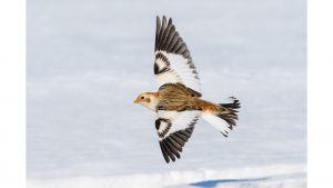 Snow bunting