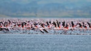 East Africa Lesser Flamingos, flamingo, Tanzania, sub-Saharan Africa, Phoeniconaias minor