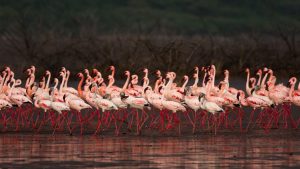 East Africa Lesser Flamingos, flamingo, Tanzania, sub-Saharan Africa, Phoeniconaias minor