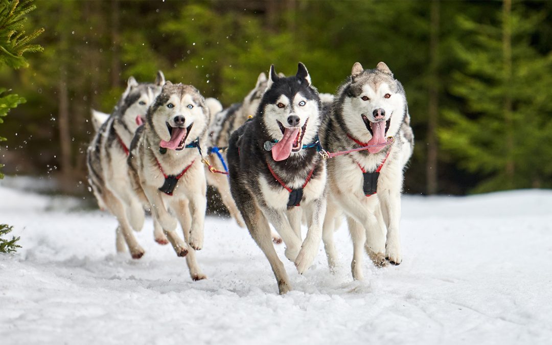 When Huskies Call You Home: A Churchill Travel Tale