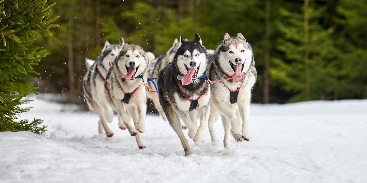 When Huskies Call You Home: A Churchill Travel Tale