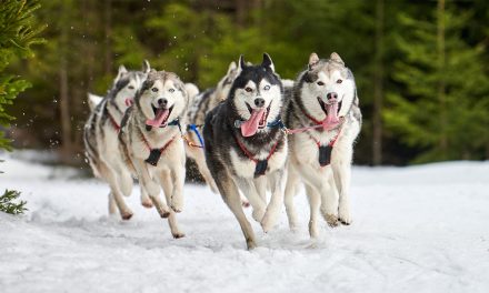 When Huskies Call You Home: A Churchill Travel Tale