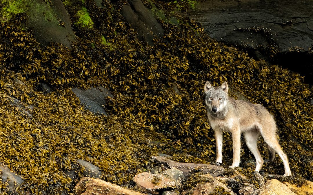 The Secret World of Canada’s Coastal Wolves