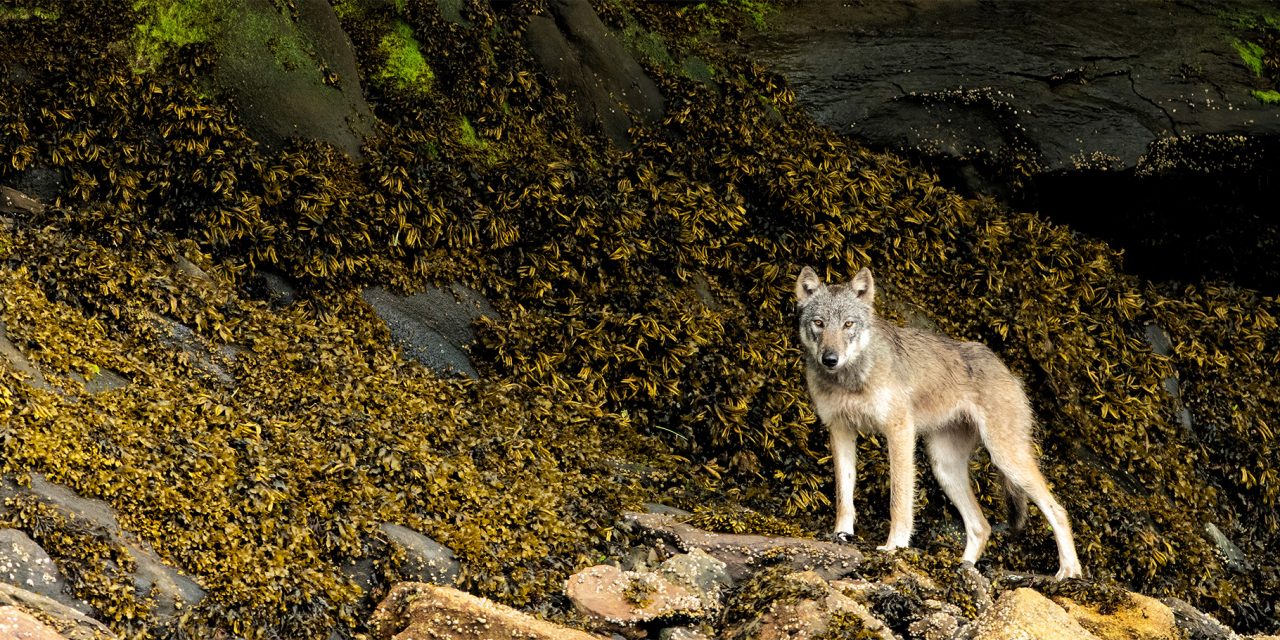 The Secret World of Canada’s Coastal Wolves