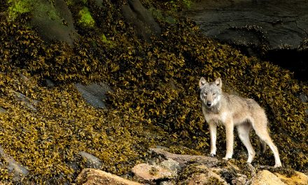 The Secret World of Canada’s Coastal Wolves