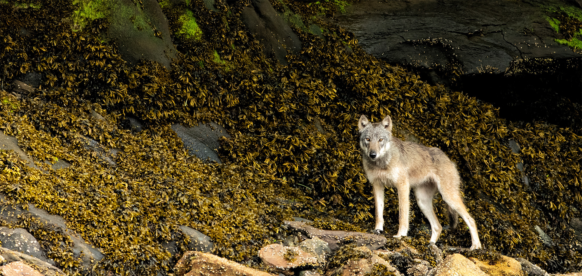 Coastal Wolf, B.C. Canada.