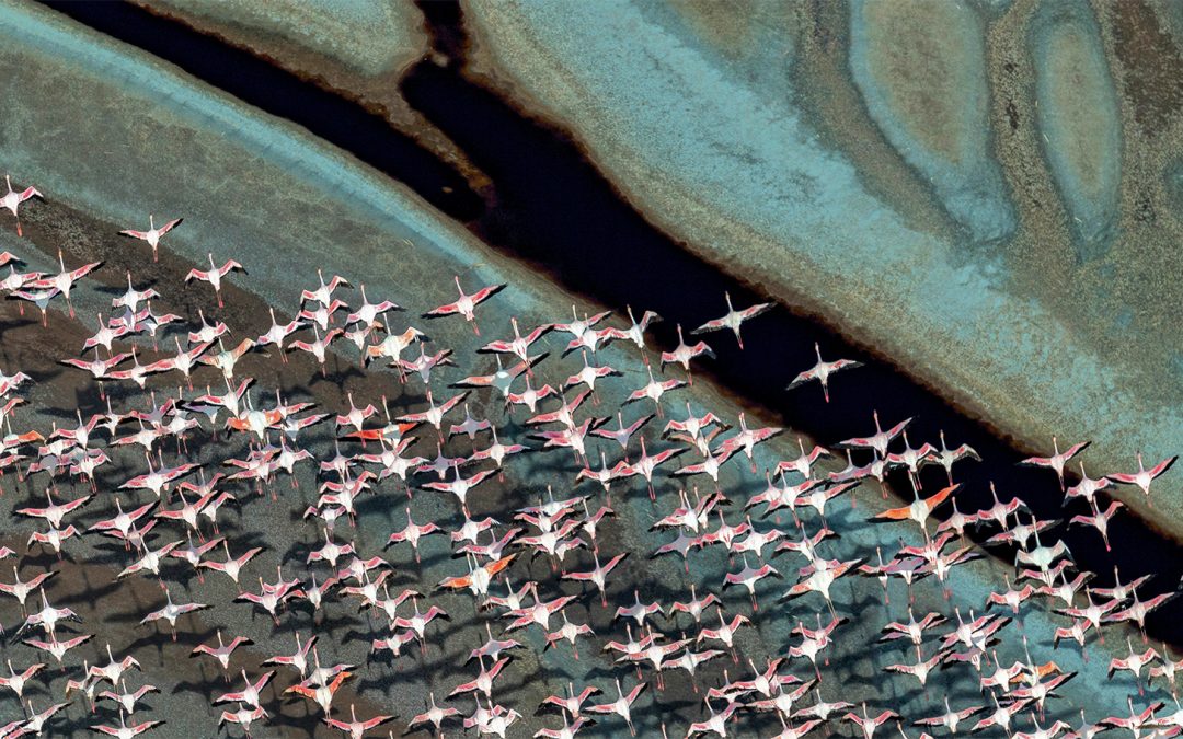 Wading in Rising Waters: East Africa’s Flamingos Face Uncertain Future