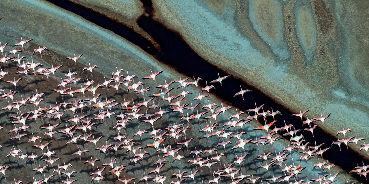 Wading in Rising Waters: East Africa’s Flamingos Face Uncertain Future