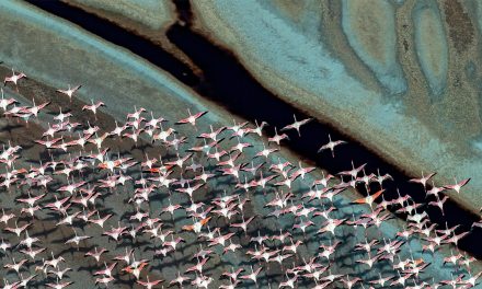 Wading in Rising Waters: East Africa’s Flamingos Face Uncertain Future