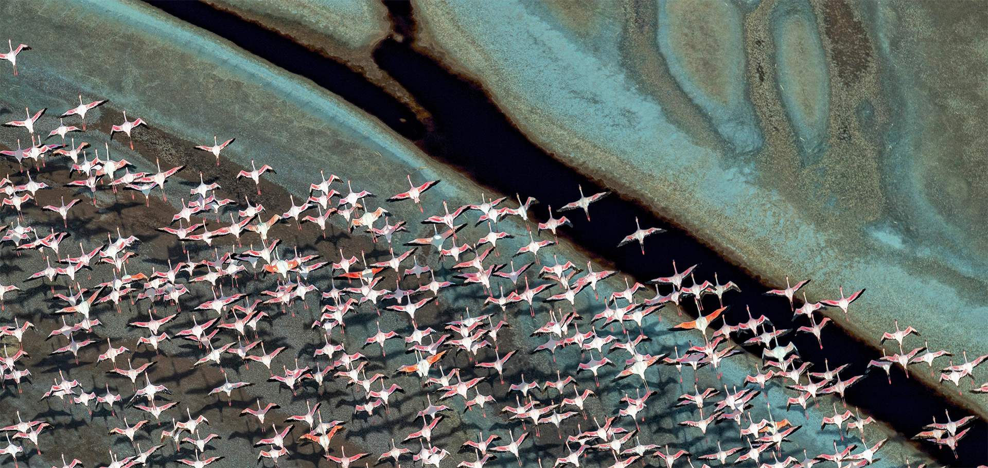 Aerial shot of lesser flamingos flying over a soda lake in the Rift Valley, Tanzania.