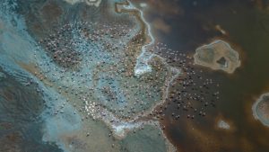 East Africa Lesser Flamingos, flamingo, Tanzania, sub-Saharan Africa, Phoeniconaias minor, Aerial shot of lesser flamingos flying over a soda lake in the Rift Valley, Tanzania