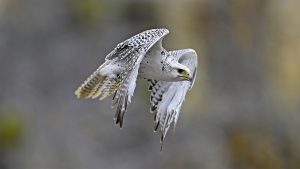 Gyrfalcon
