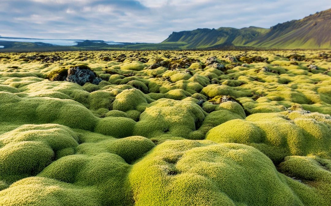 Icelandic Moss & Internet Memes: How to Protect Iceland’s Fragile Ecosystem