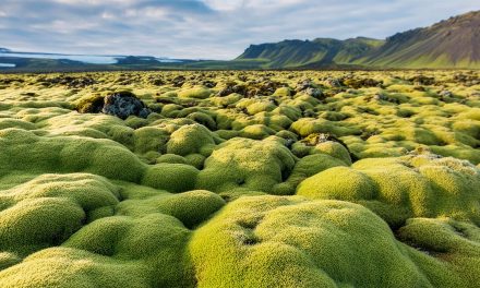 Icelandic Moss & Internet Memes: How to Protect Iceland’s Fragile Ecosystem