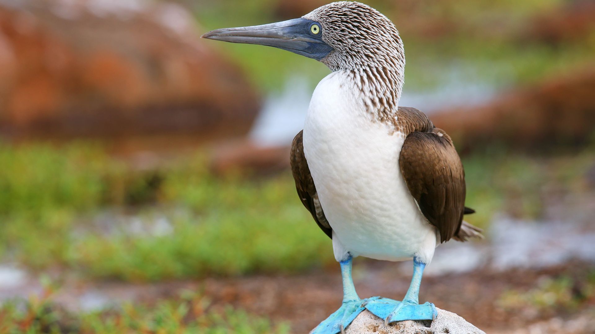 Blue-footed Booby (Sula nebouxii) on North Seymour Island, Galapagos National Park, Ecuador