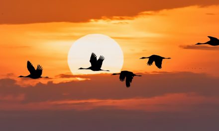 The Climate Change Complexities of Bird Migrations