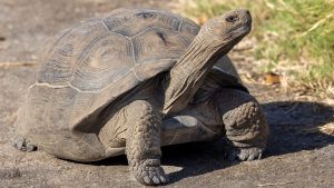 Giant tortoise in Galapagos