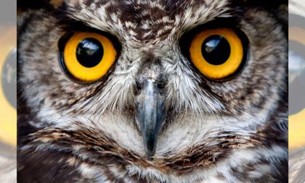 Halloween 2024: Bat Nightclubs and Owl Haunts