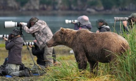 Bear Photography: A Photo Shot List for Your Alaskan Adventure