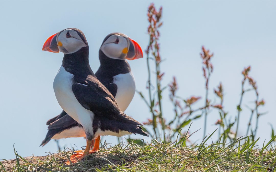 Spot Migratory Marvels & Resident Rarities: Year-Round Birding in Iceland
