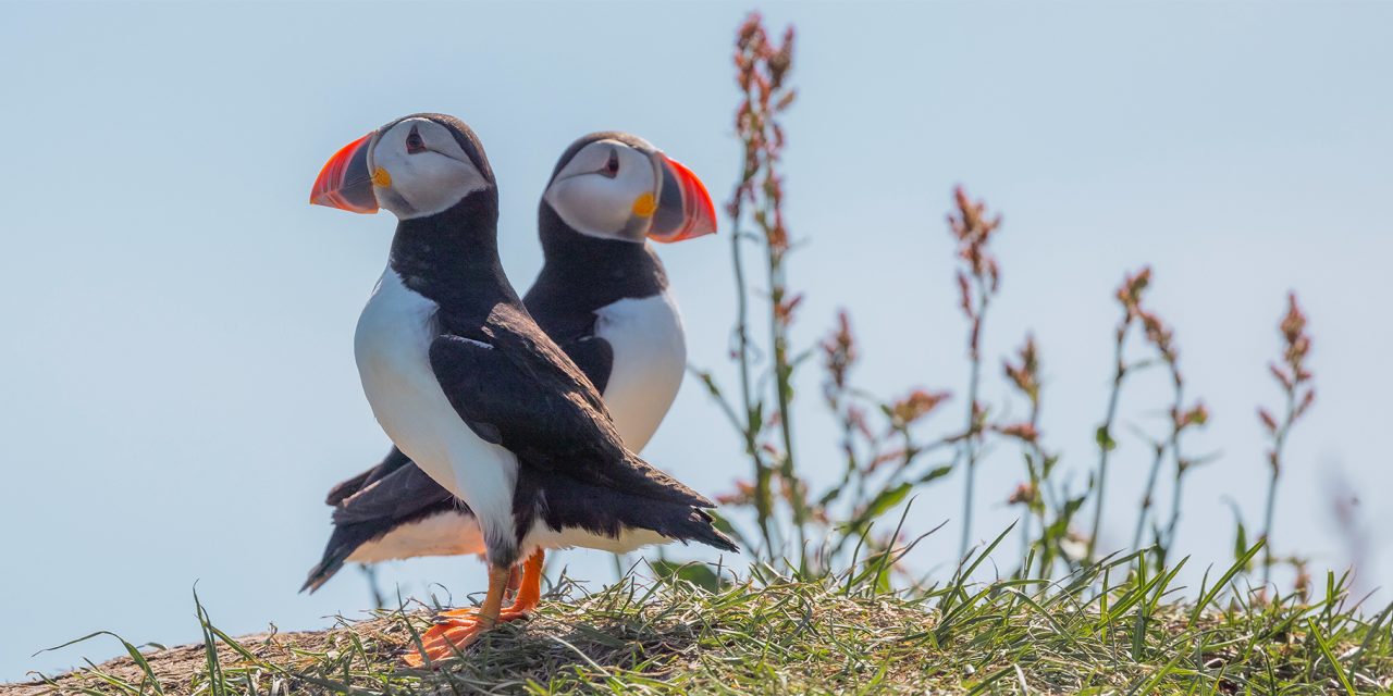 Spot Migratory Marvels & Resident Rarities: Year-Round Birding in Iceland