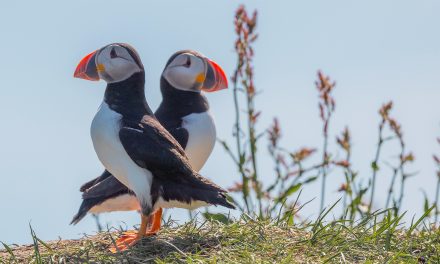 Spot Migratory Marvels & Resident Rarities: Year-Round Birding in Iceland