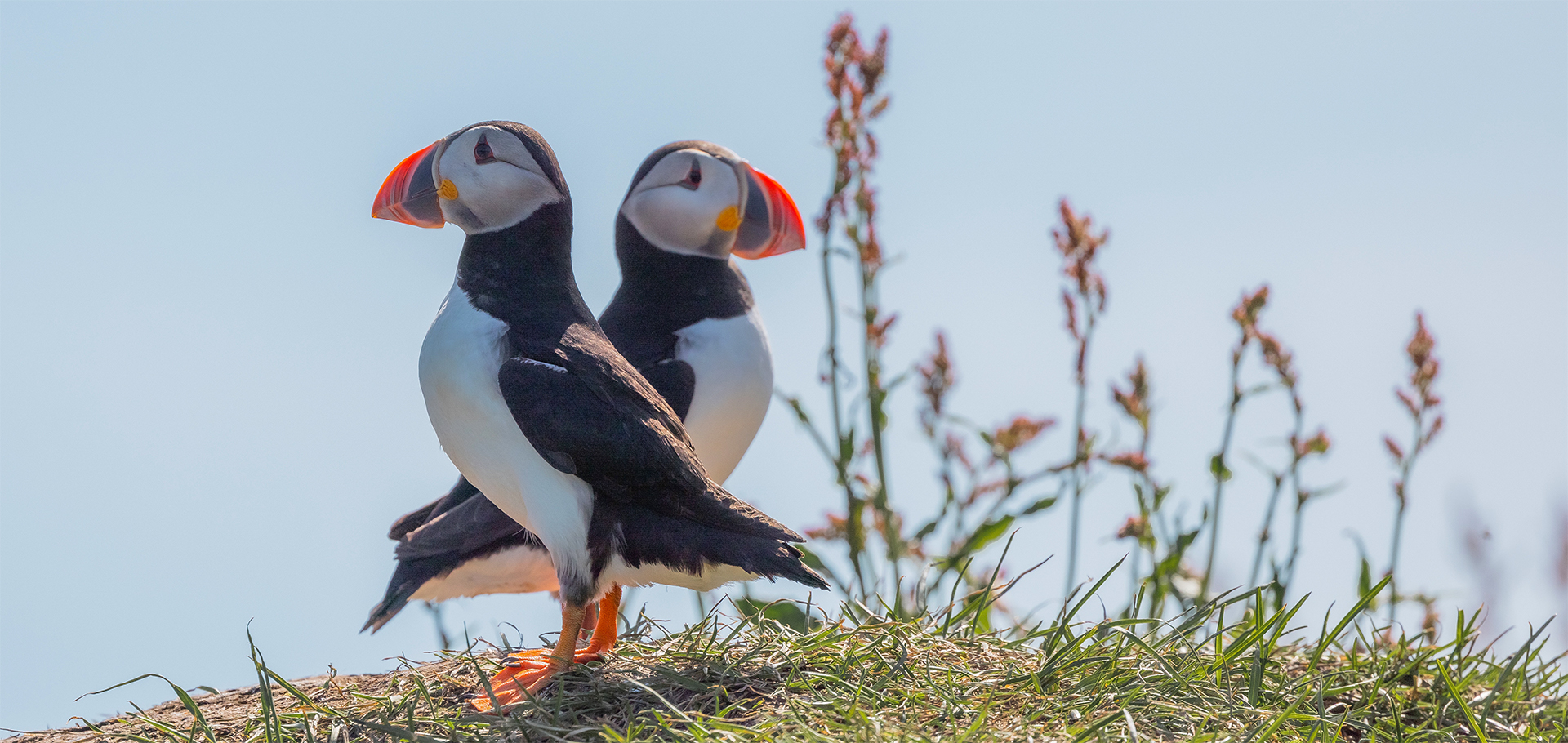 two puffins facing opposite directions Iceland
