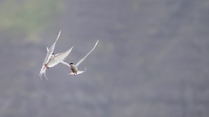 Arctic terns