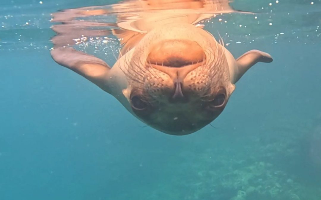 The Enchanted Islands: Extraordinary Galapagos Encounters