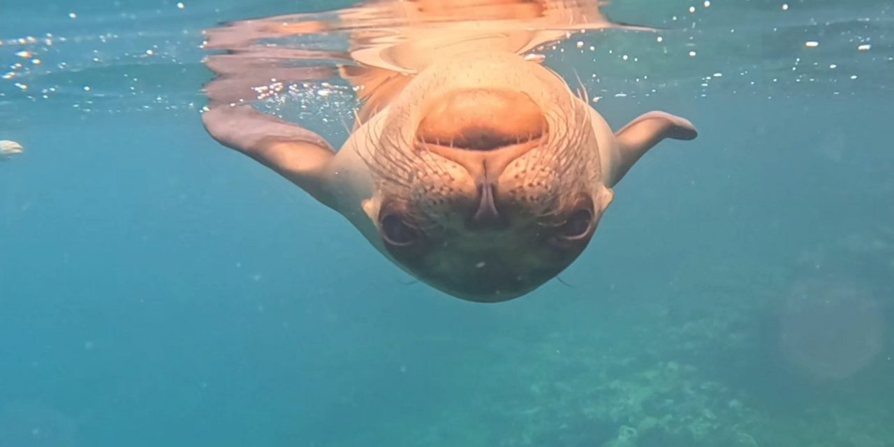 The Enchanted Islands: Extraordinary Galapagos Encounters