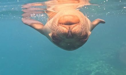 The Enchanted Islands: Extraordinary Galapagos Encounters