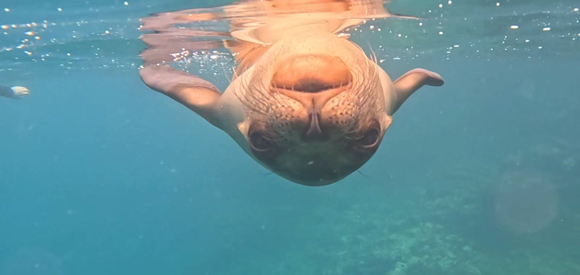 Sea lion while snorkeling in Galapagos