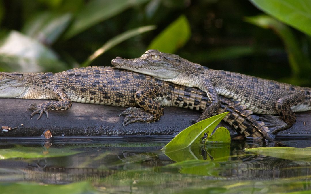 What’s the Difference Between Freshwater and Saltwater Crocodiles?