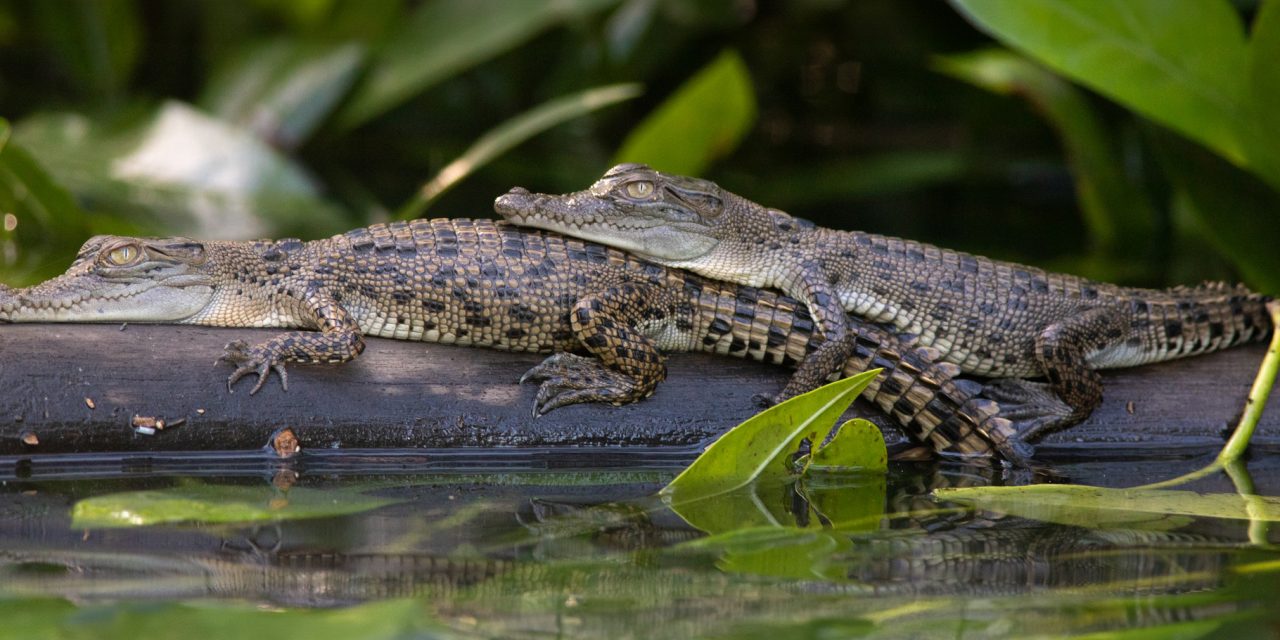 What’s the Difference Between Freshwater and Saltwater Crocodiles?