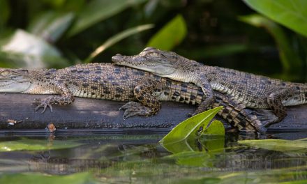 What’s the Difference Between Freshwater and Saltwater Crocodiles?