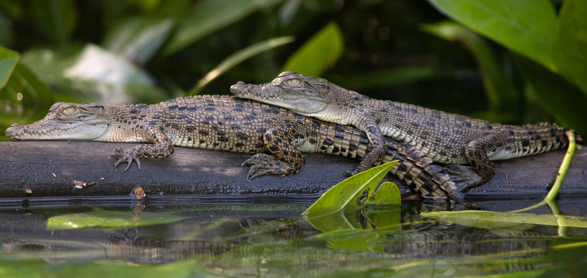 two young saltwater crocodiles