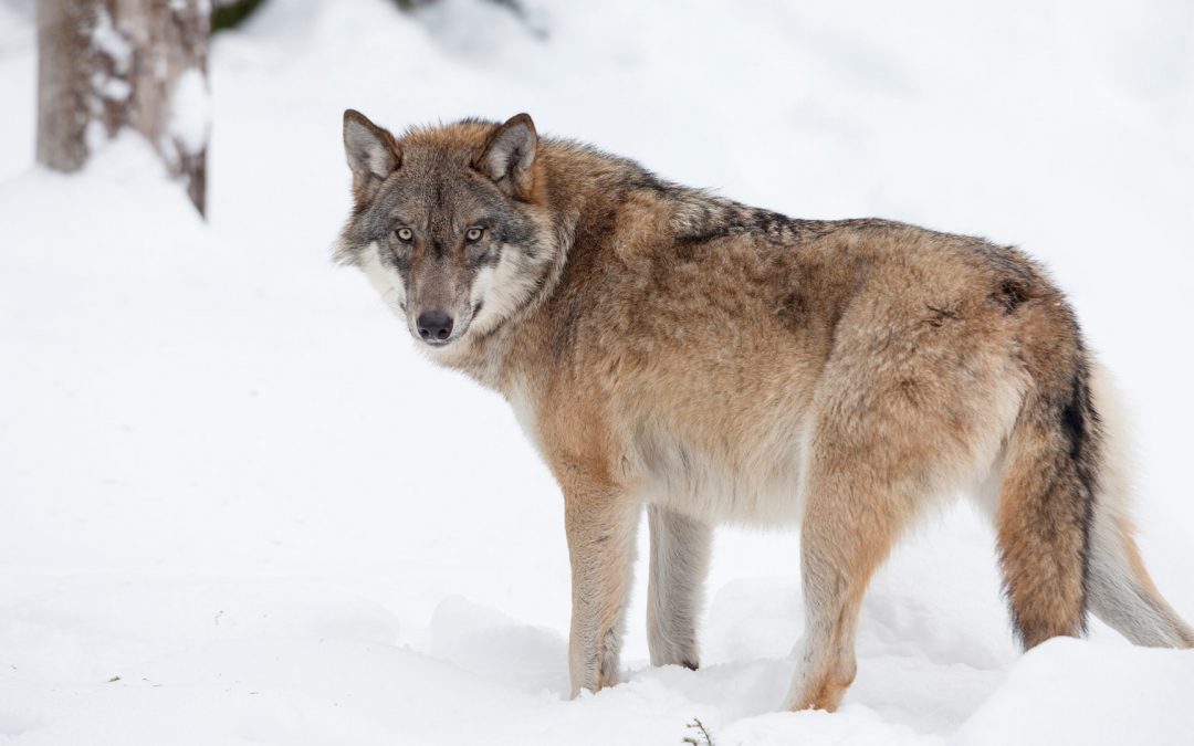Where to See Wolves in Yellowstone National Park
