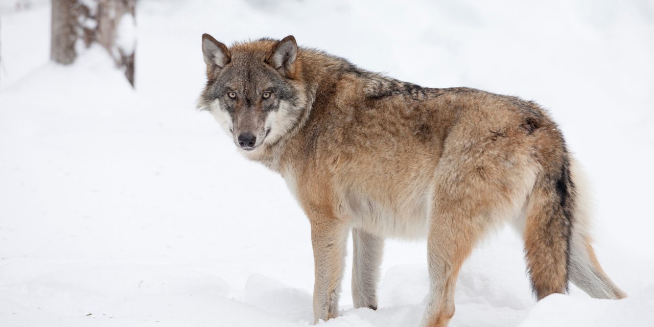 Where to See Wolves in Yellowstone National Park