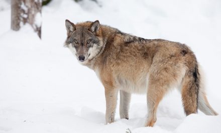 Where to See Wolves in Yellowstone National Park