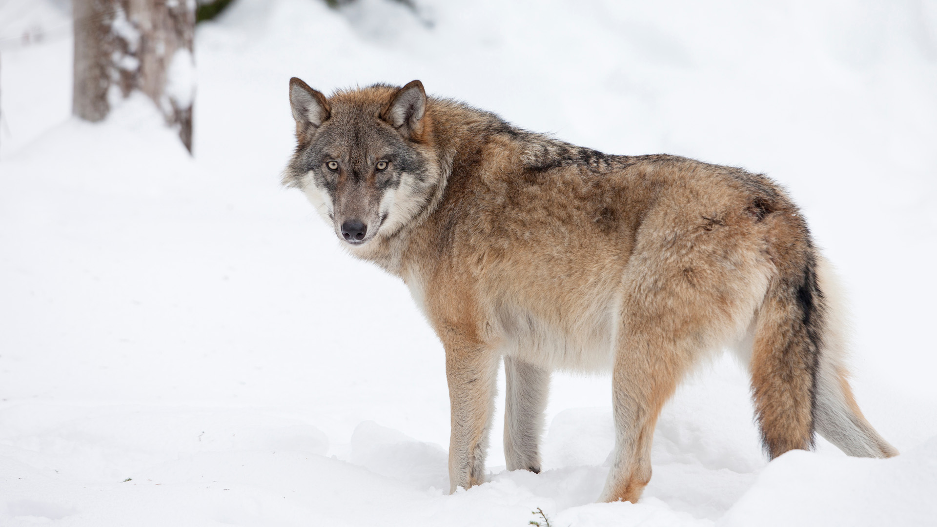 gray wolf, grey wolf, gray wolves, grey wolves