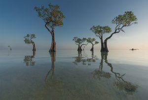 coastal kenya mangroves