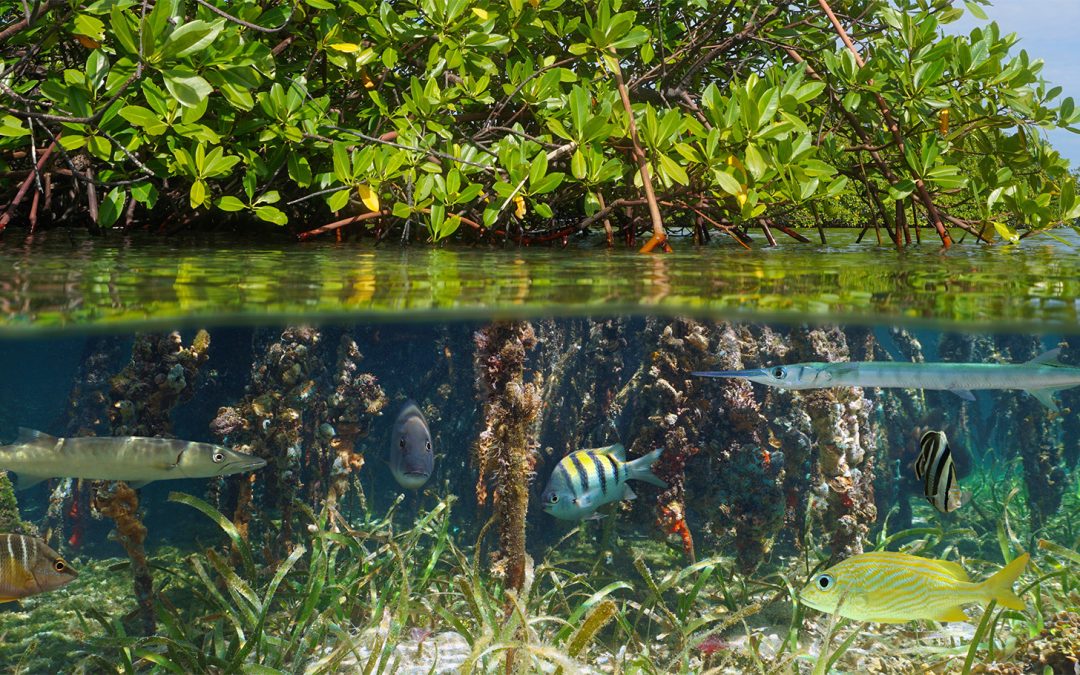 5 Ways WWF is Restoring Mangroves for Climate Resilience & Biodiversity