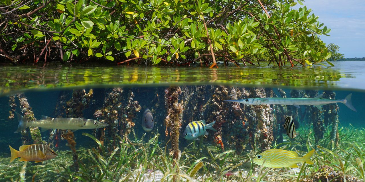 5 Ways WWF is Restoring Mangroves for Climate Resilience & Biodiversity