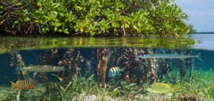 Mangrove, mangroves, mangrove forest, mangrove trees, mangrove roots, ocean, ecosystem, conservation, plants